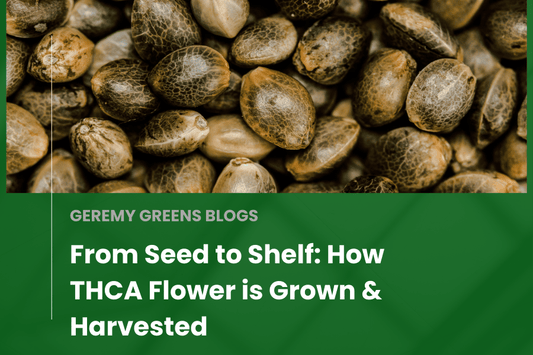 Close-up of cannabis seeds, representing the beginning stages of THCA flower cultivation from seed to harvest.
