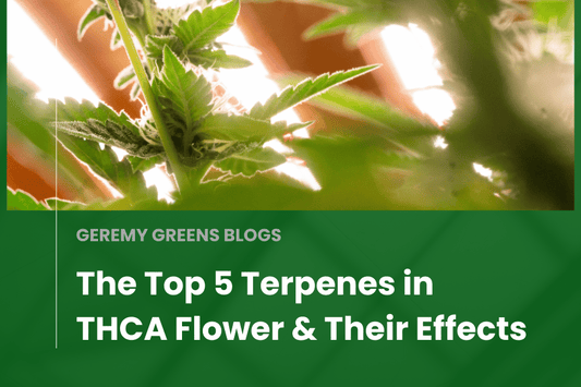 Close-up of a cannabis plant under grow lights, highlighting vibrant green leaves and budding flowers, representing terpenes in THCA flower.