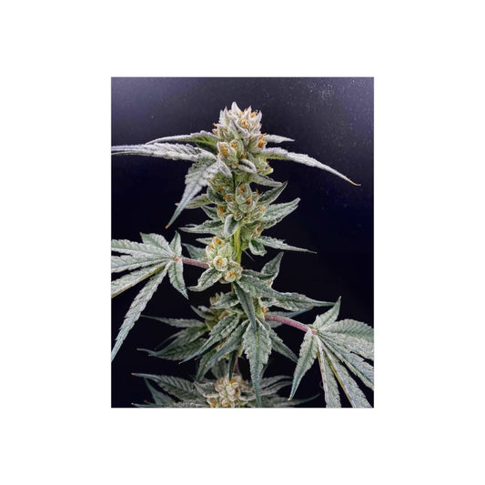 Cannabis Bloom Foam Board Wall Art – Close-Up Marijuana Plant Photography