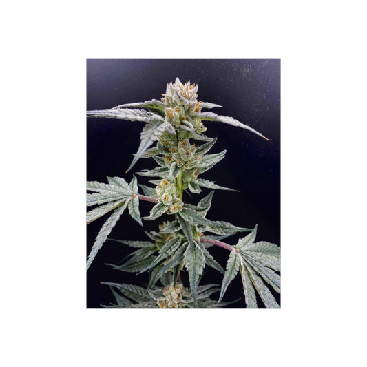 Cannabis Bloom Foam Board Wall Art – Close-Up Marijuana Plant Photography