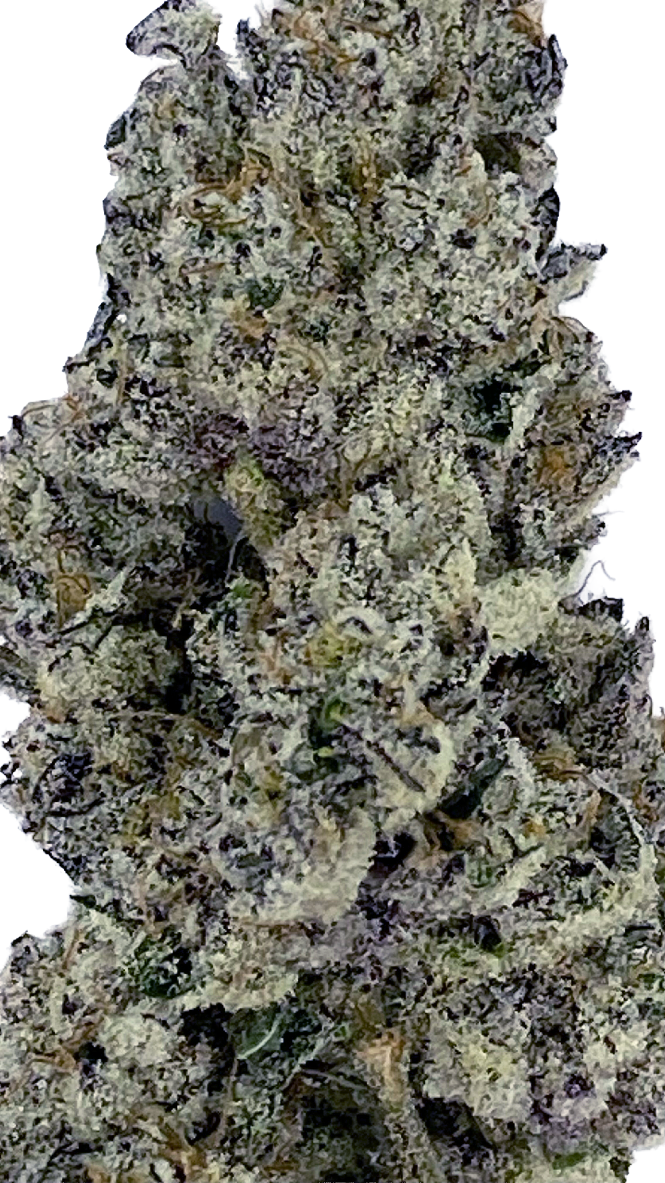 Pis de guepardo (flor de THCA)