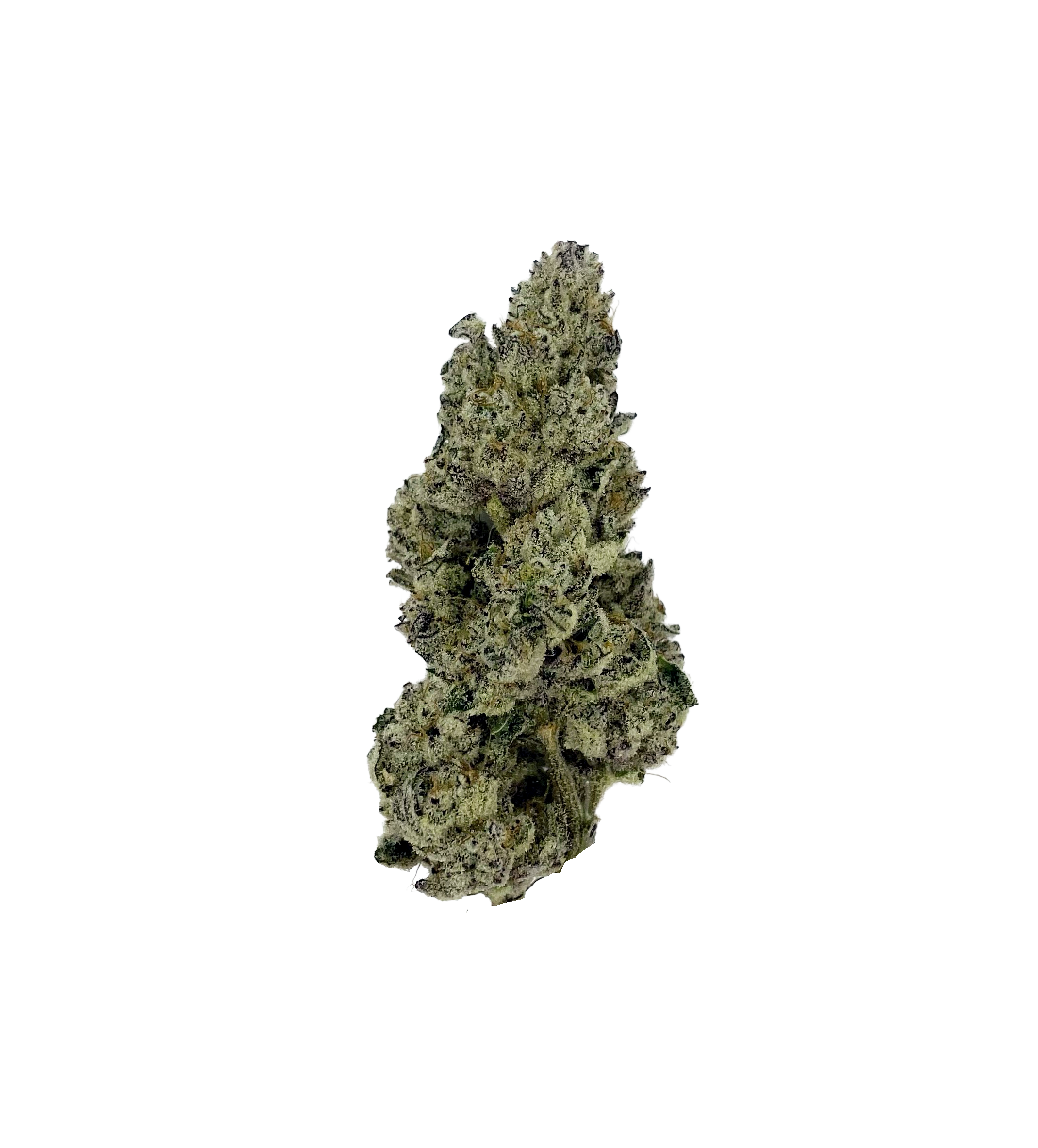 Pis de guepardo (flor de THCA)