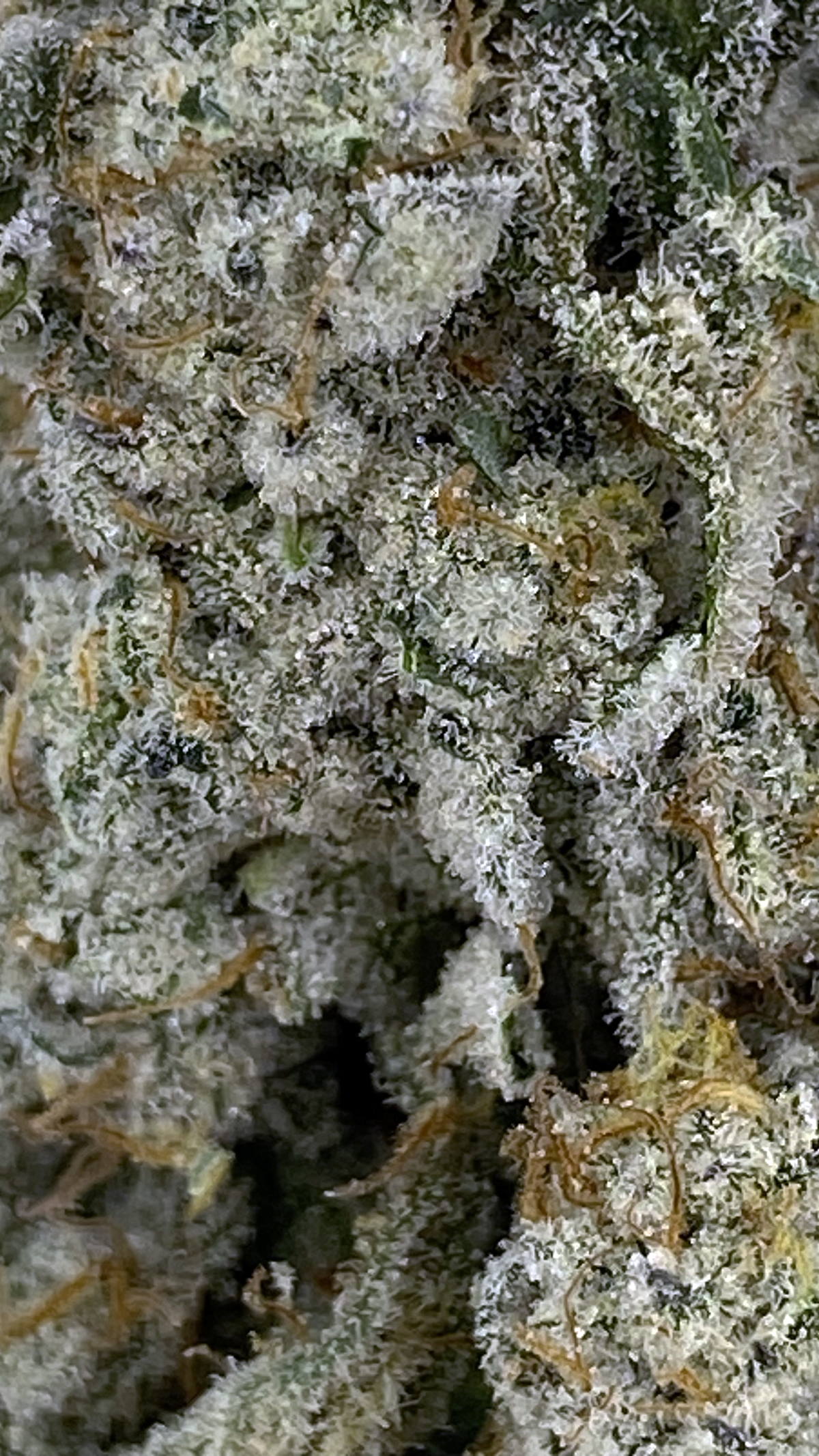 Cap Junky (30.13%) THCa Flower