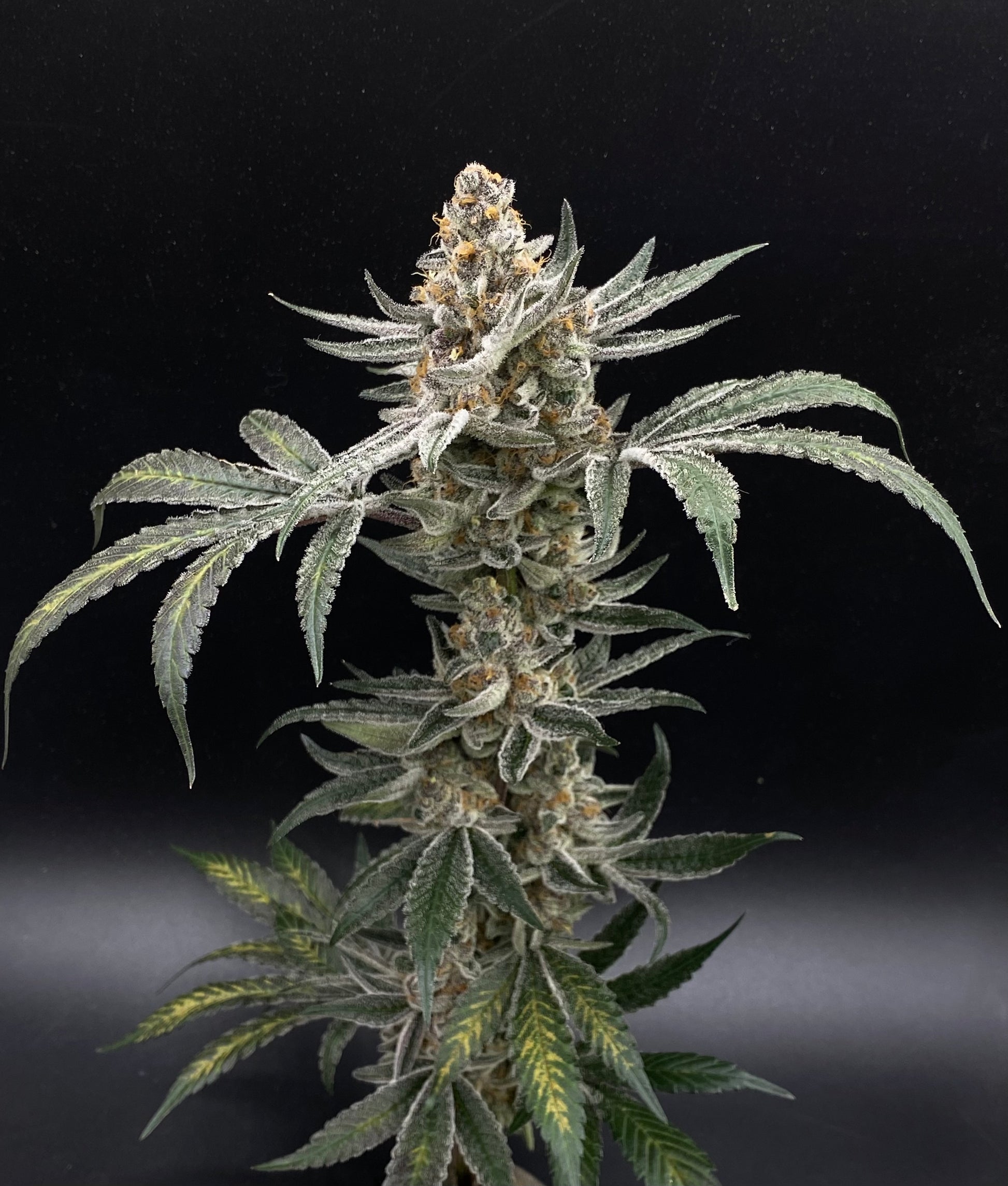 Koolato (21%) THCa Flower