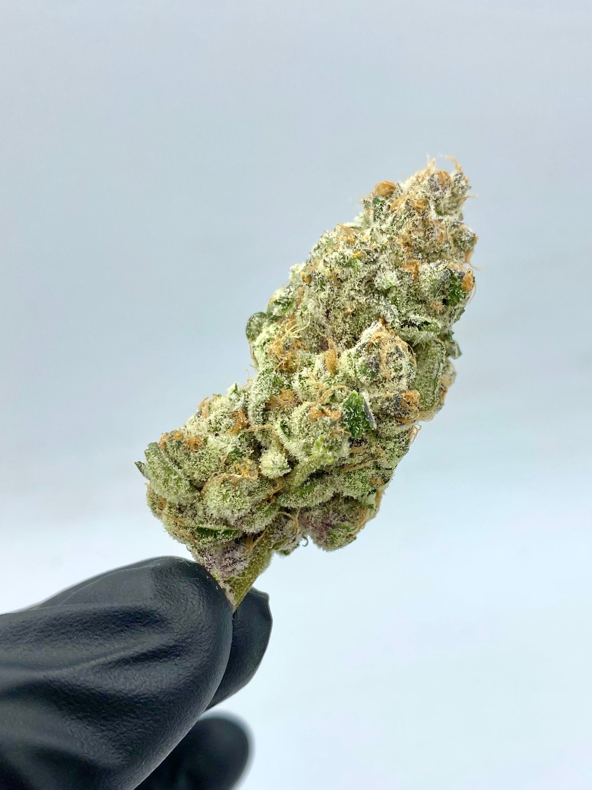 Koolato (21%) THCa Flower