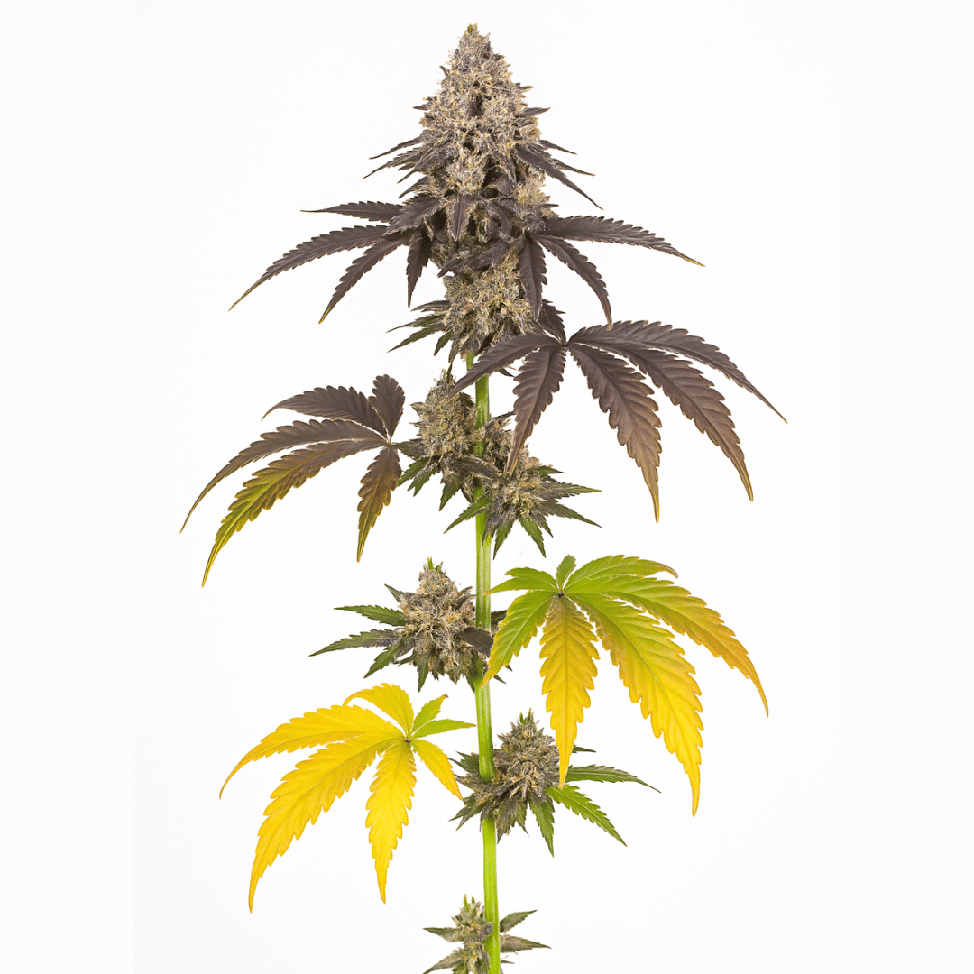 Cannabis plant with large leaves on a white background