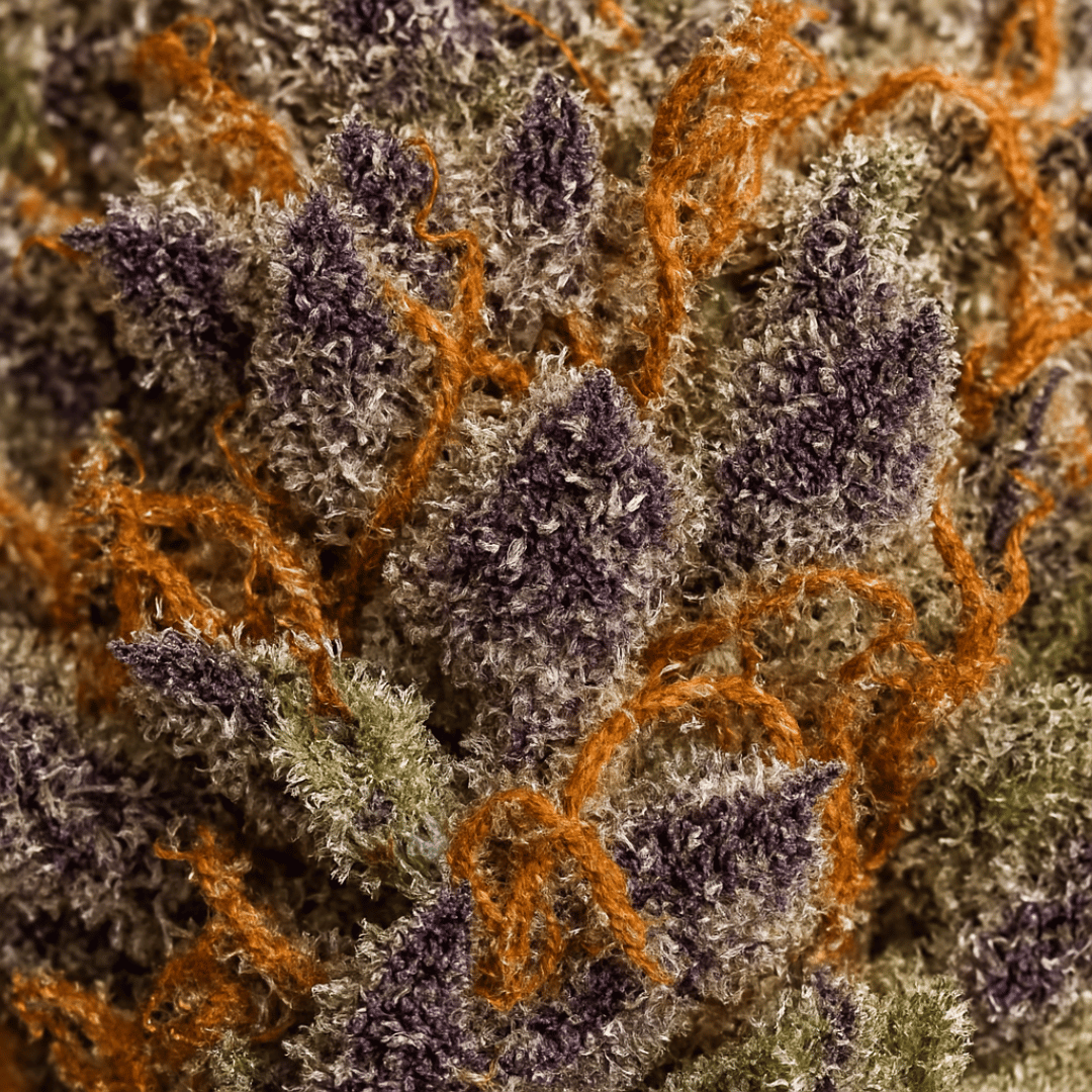 Close-up of textured fabric with purple and orange patterns