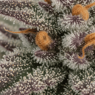 Beach Crasher (20.53%) THCA Flower