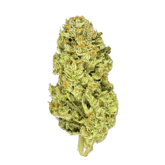 Motörhead (24%) THCA Flower