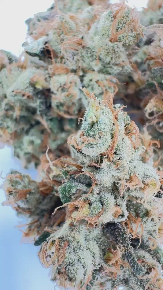 Blackberry Kush (23.3%) THCA Flower