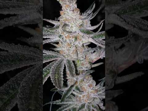 Koolato (21%) THCa Flower