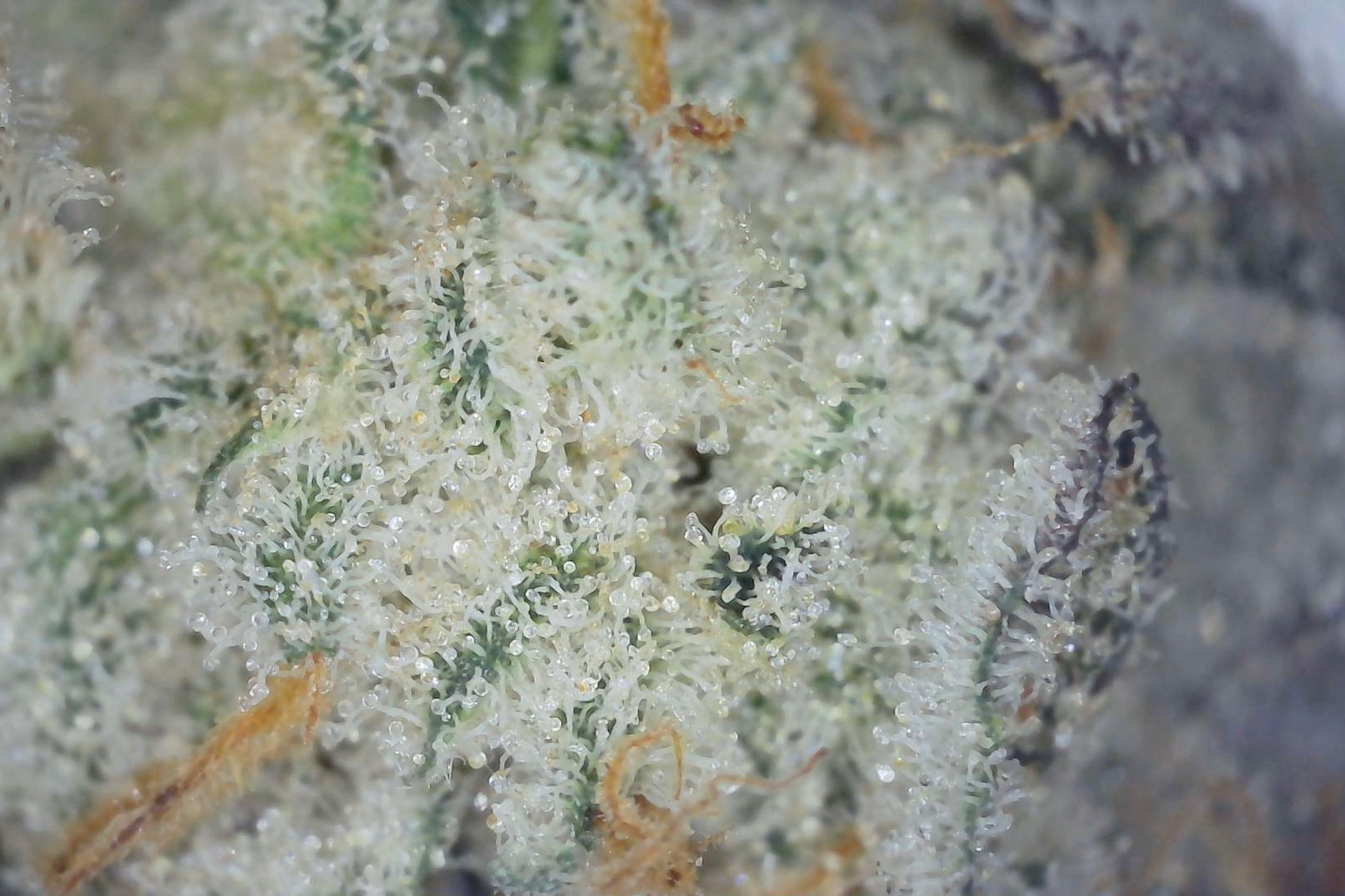 Combustible para aviones (flor de THCA)